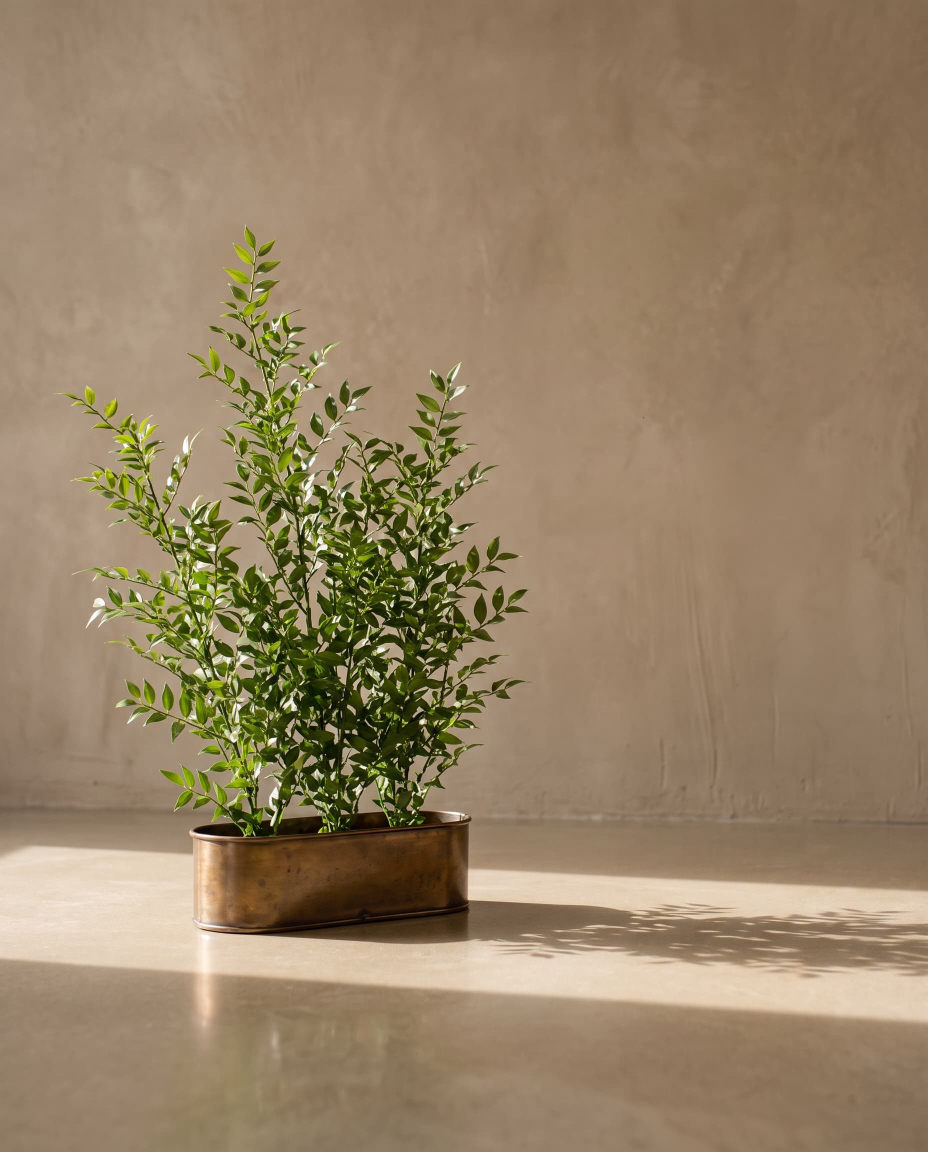 The Ruscus branch
