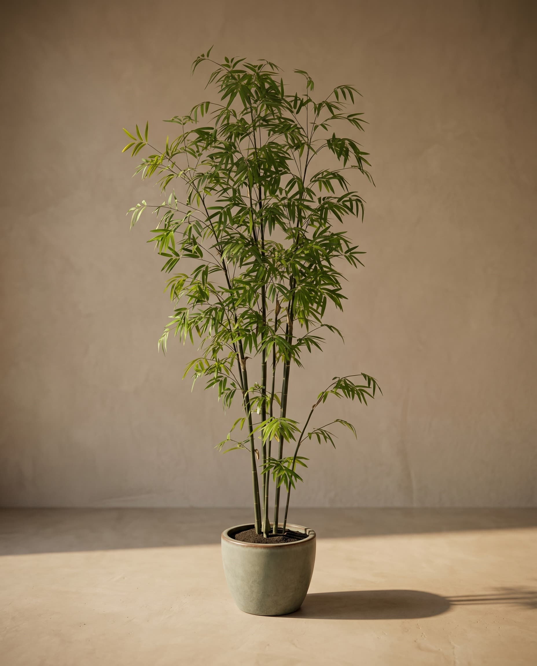 The Bamboo · 2.1m