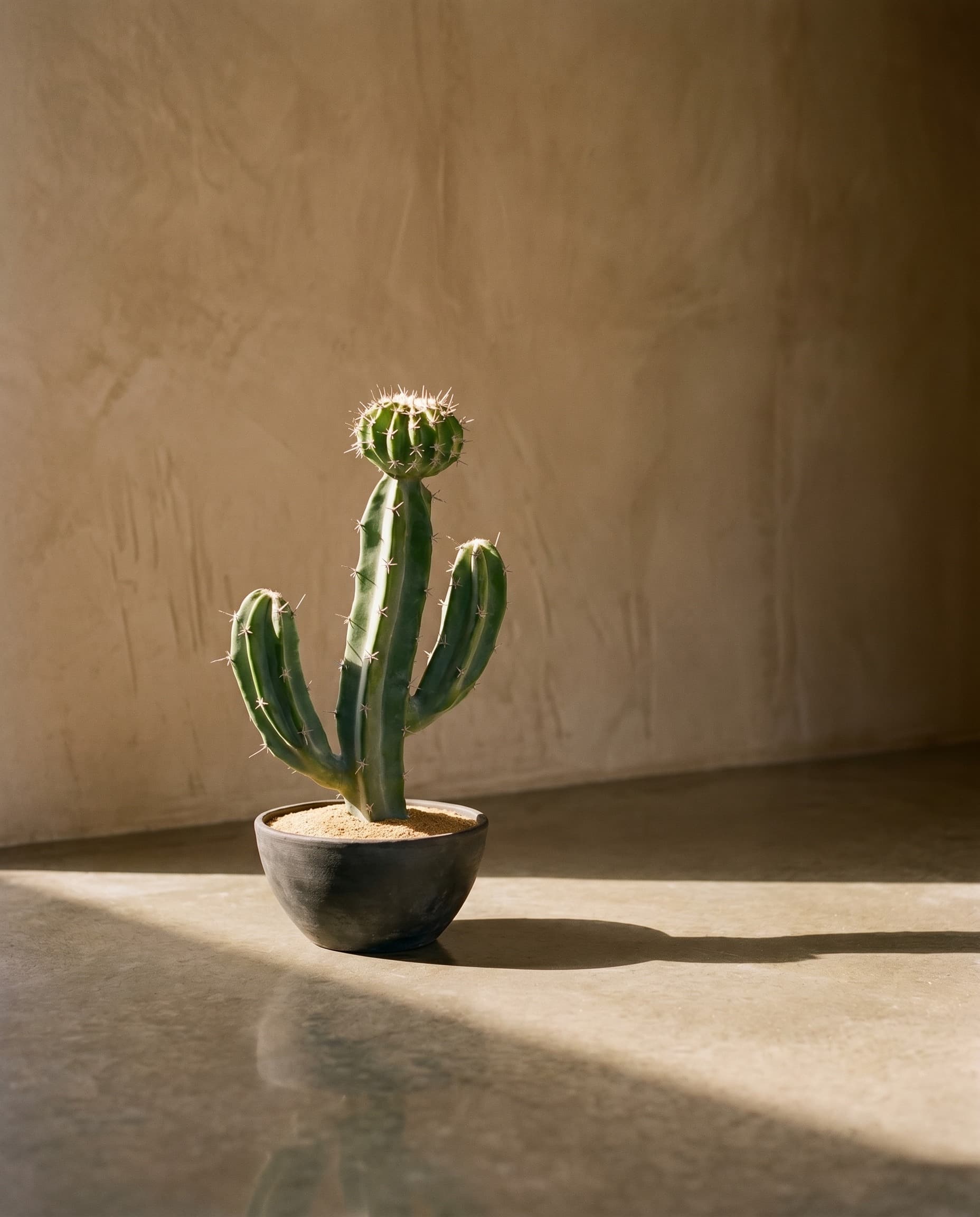 The Cereus Column · 41cm