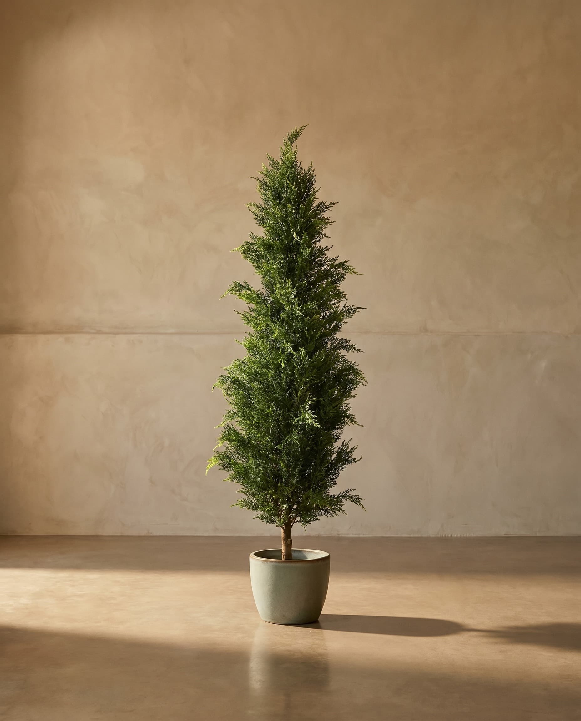 The Thuja · 1.5m