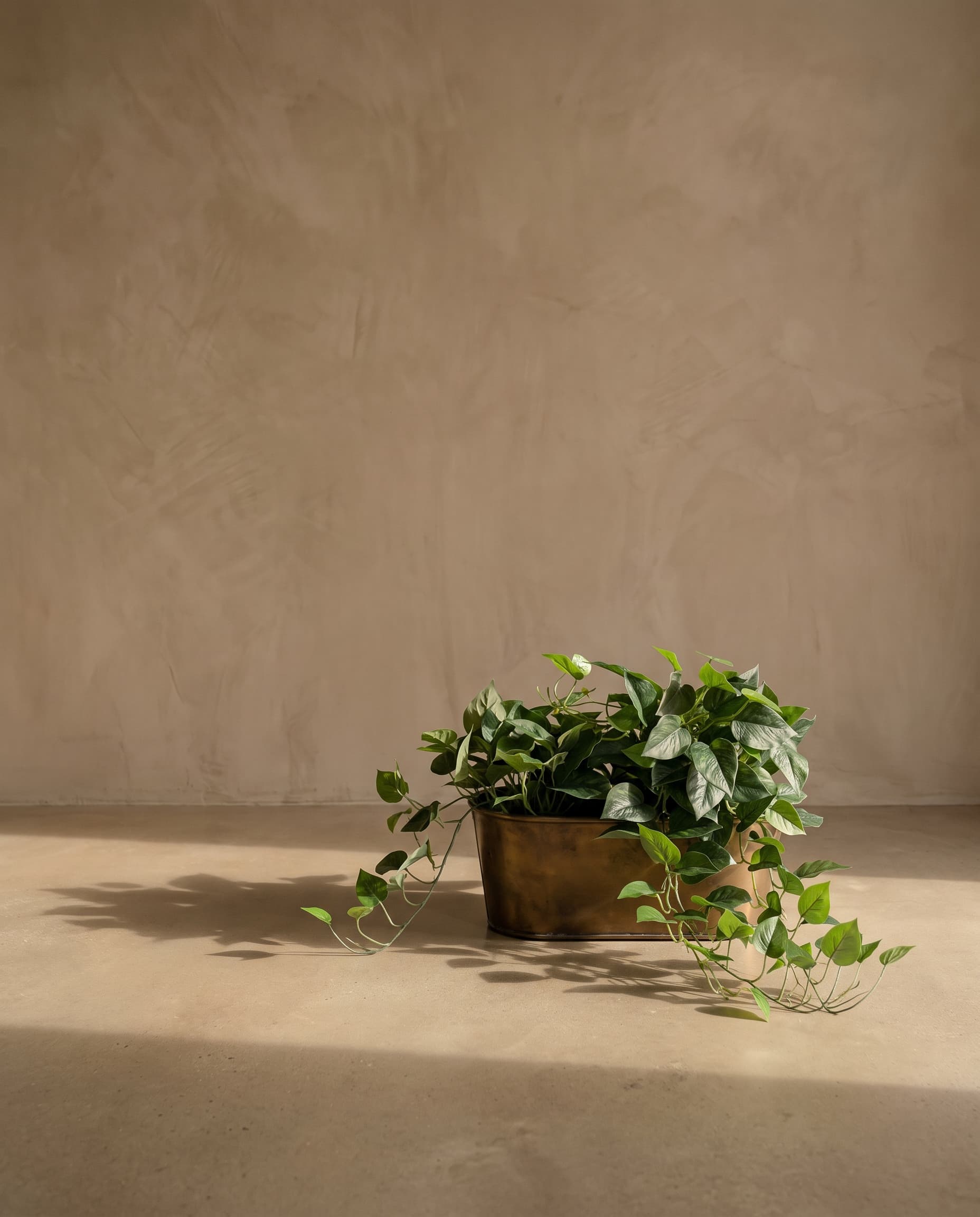 The Scindapsus Jade Satin