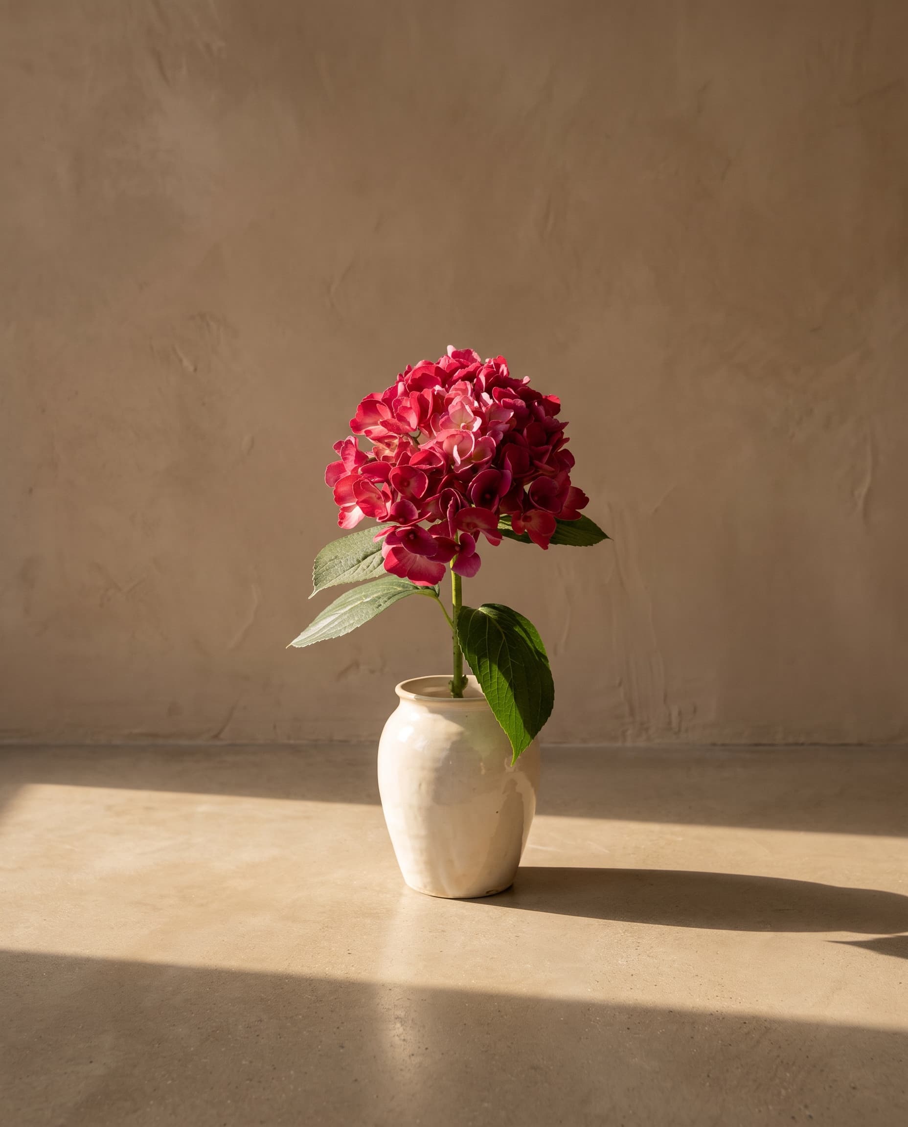 The Hydrangea macrophylla on the stem