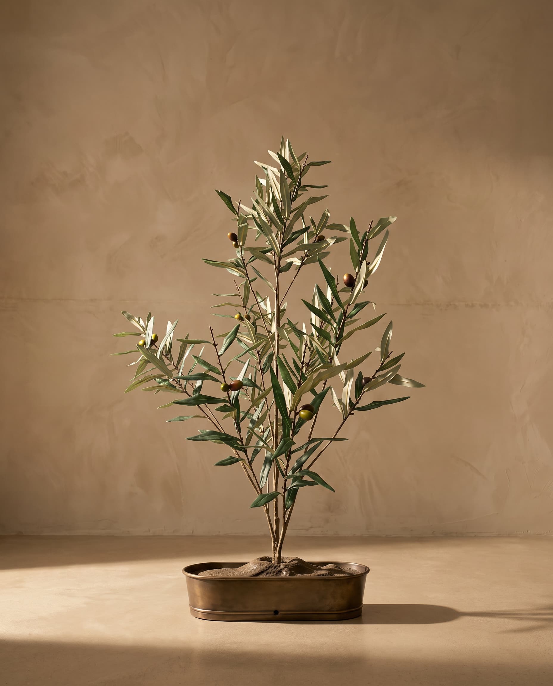 The Olive branch with fruits · 1.65m