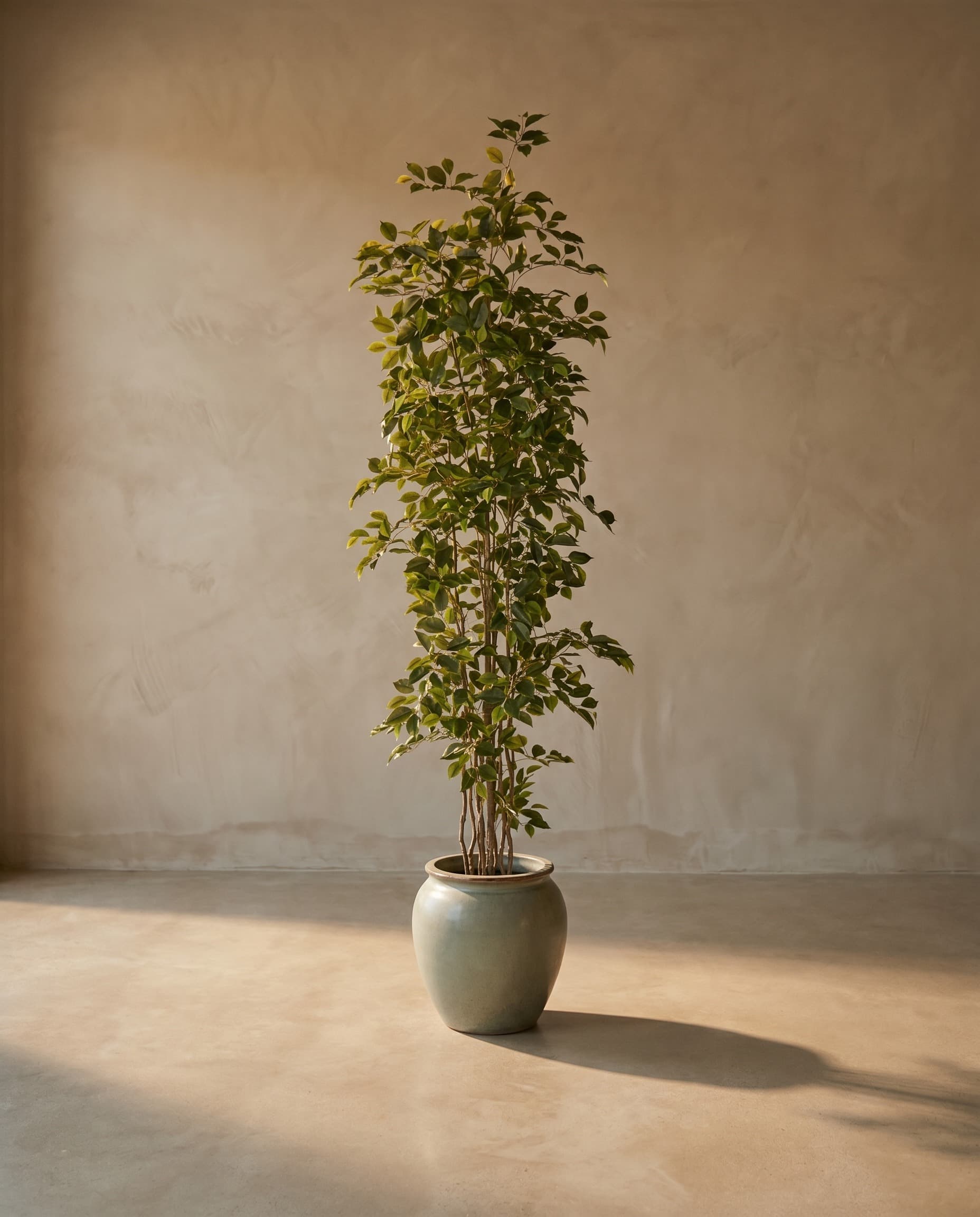 The Ficus · 2.4m