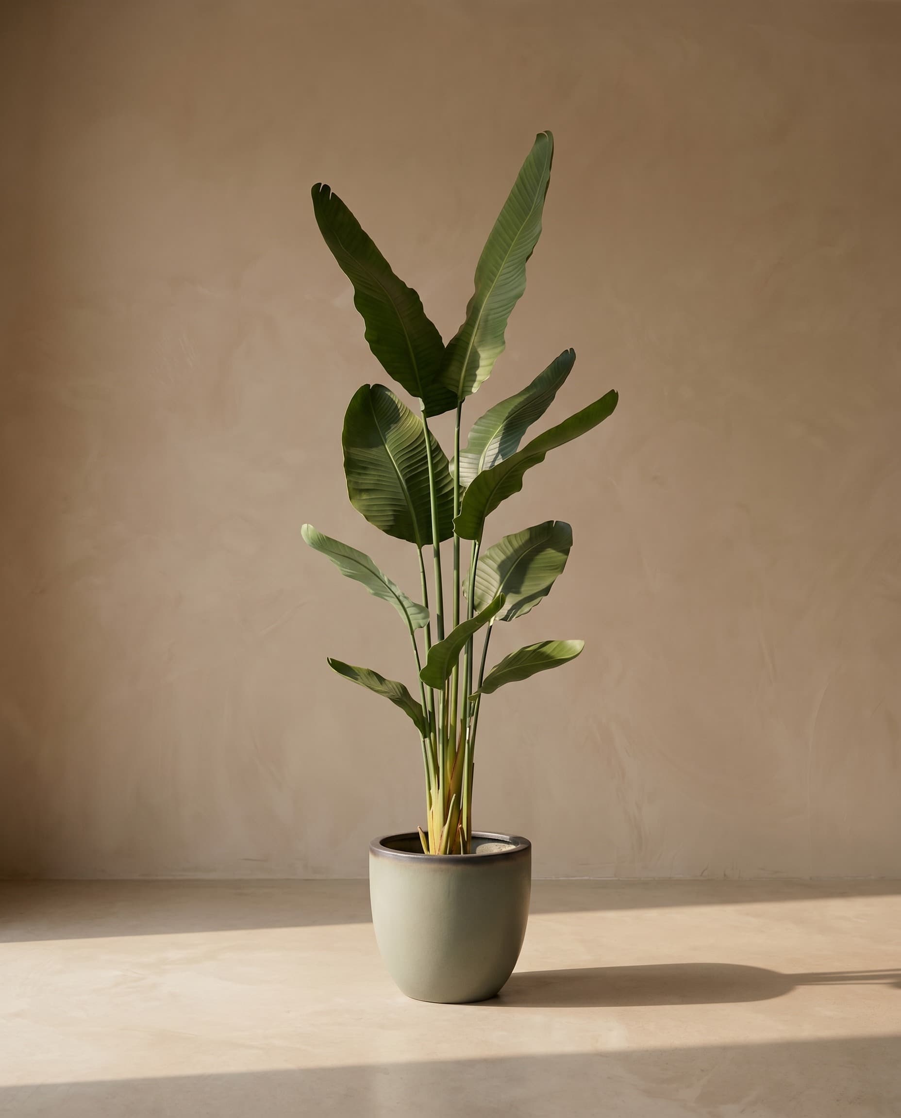 The Strelitzia Nicolai · 1.6m