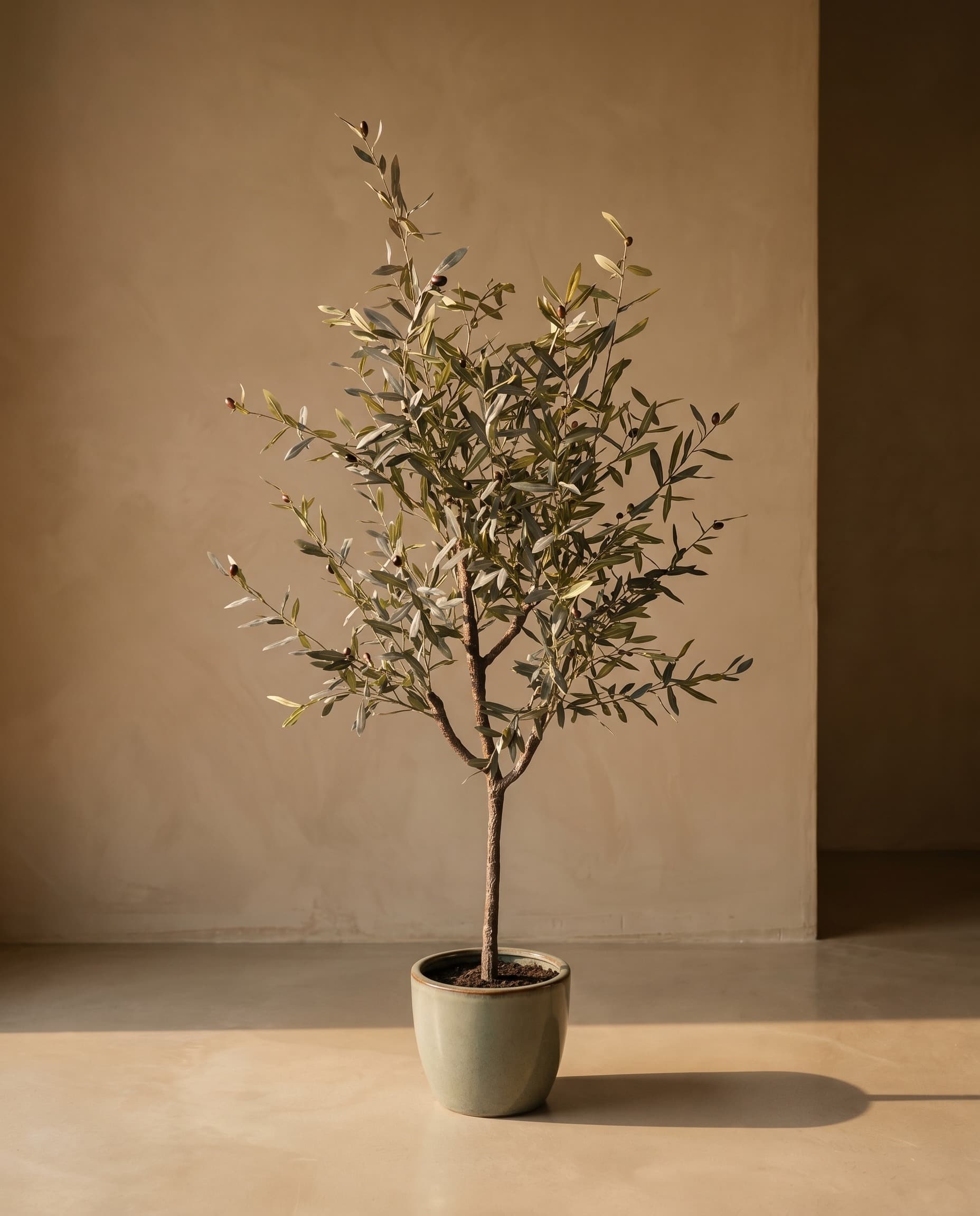 The Olive · Potted