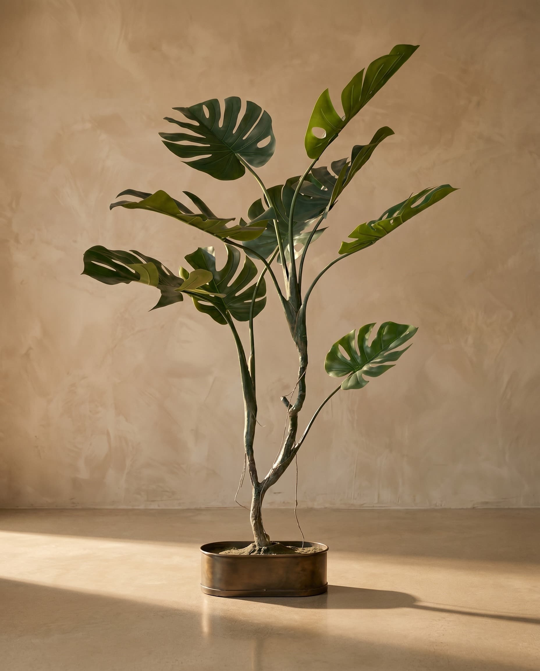 The Monstera · 1.25m