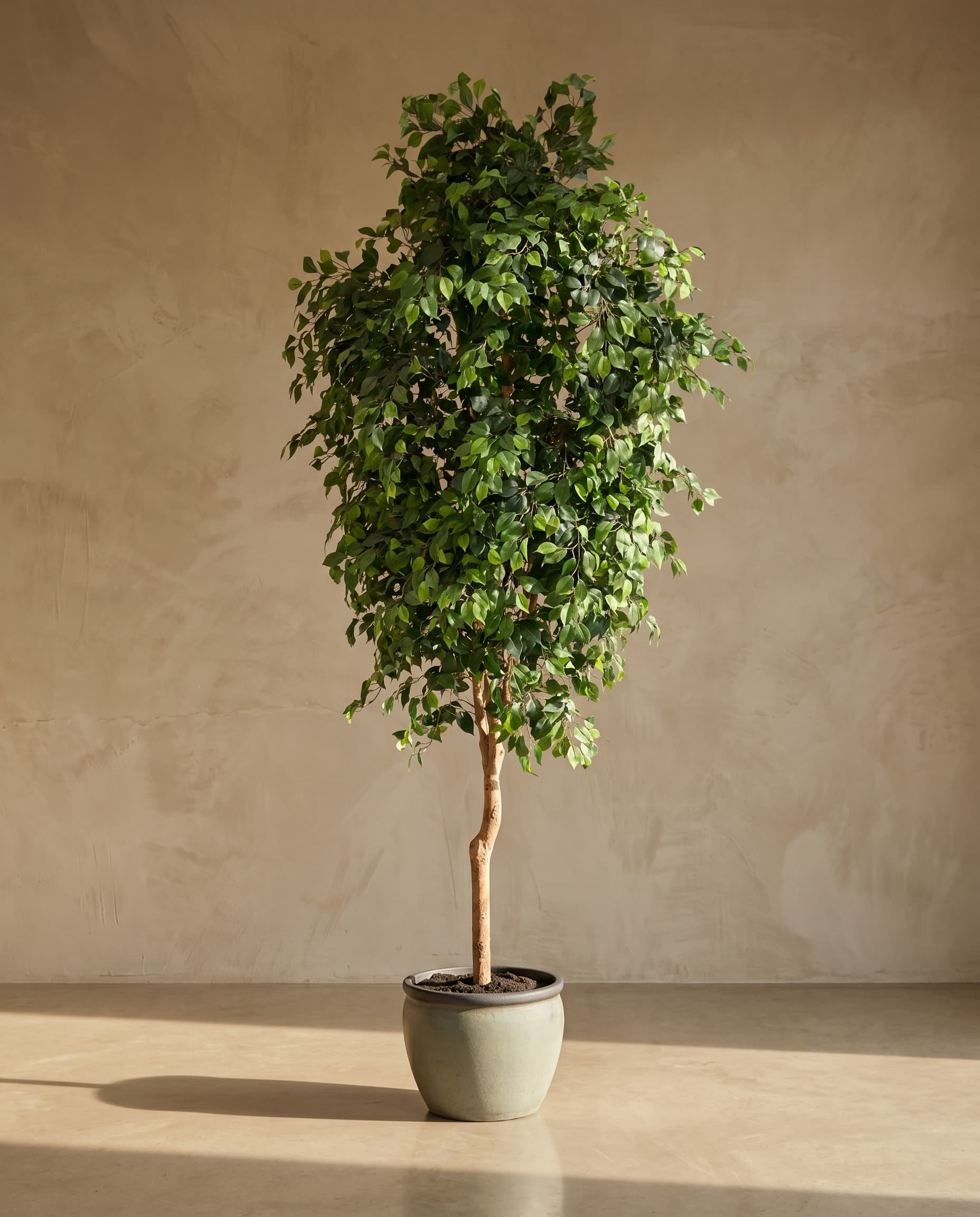 The Trunked Ficus · 3m